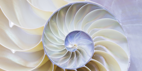 nautilus-shell-image